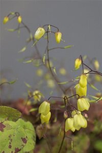 Epimedium 'Sunny and Share' geen maat specificatie 0,55L/P9cm