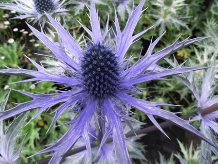 Eryngium bourgatii 'Pen Blue' geen maat specificatie 0,55L/P9cm - afbeelding 1