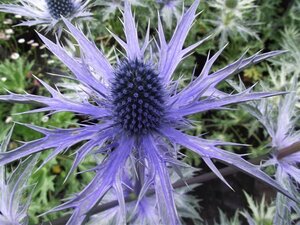 Eryngium bourgatii 'Pen Blue' geen maat specificatie 0,55L/P9cm - afbeelding 1