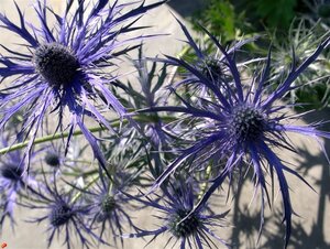 Eryngium bourgatii 'Pen Blue' geen maat specificatie 0,55L/P9cm - afbeelding 2