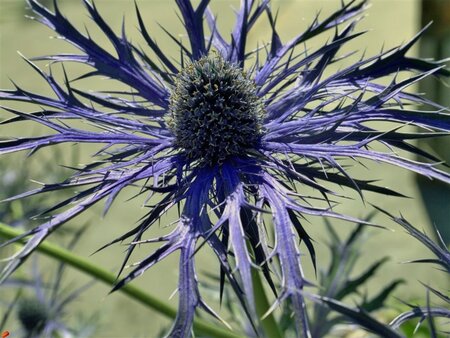 Eryngium bourgatii 'Pen Blue' geen maat specificatie 0,55L/P9cm - afbeelding 3