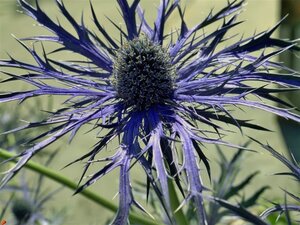 Eryngium bourgatii 'Pen Blue' geen maat specificatie 0,55L/P9cm - afbeelding 3