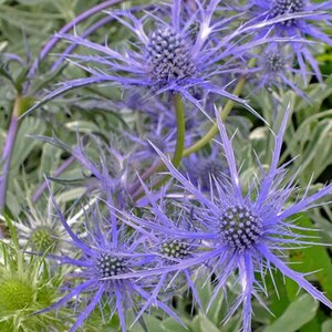 Eryngium bourgatii 'Pen Blue' geen maat specificatie 0,55L/P9cm - afbeelding 4