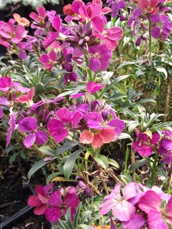 Erysimum 'Constant Cheer' geen maat specificatie 0,55L/P9cm - afbeelding 1