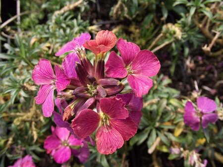 Erysimum 'Constant Cheer' geen maat specificatie 0,55L/P9cm - afbeelding 2