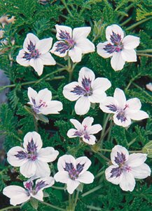 Erodium guttatum geen maat specificatie 0,55L/P9cm