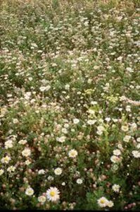 Erigeron karvinsk. 'Blütenmeer' geen maat specificatie 0,55L/P9cm
