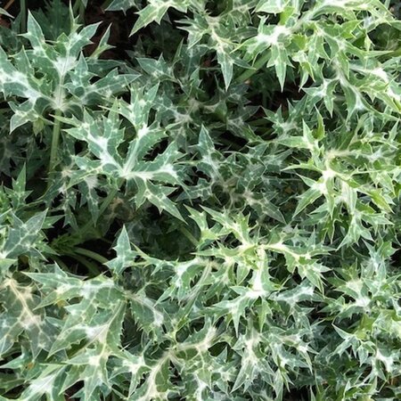 Eryngium 'Lapis Blue' geen maat specificatie 0,55L/P9cm - afbeelding 1