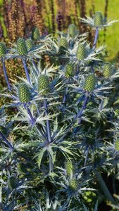 Eryngium 'Lapis Blue' geen maat specificatie 0,55L/P9cm - afbeelding 2