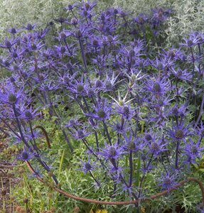 Eryngium 'Lapis Blue' geen maat specificatie 0,55L/P9cm - afbeelding 3