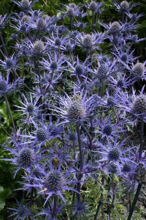 Eryngium 'Lapis Blue' geen maat specificatie 0,55L/P9cm - afbeelding 4