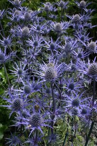 Eryngium 'Lapis Blue' geen maat specificatie 0,55L/P9cm - afbeelding 4