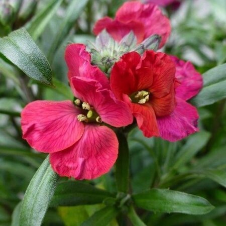 Erysimum 'Red Jep' geen maat specificatie 0,55L/P9cm