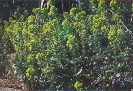 Euphorbia amygdal. robbiae geen maat specificatie 0,55L/P9cm - afbeelding 7