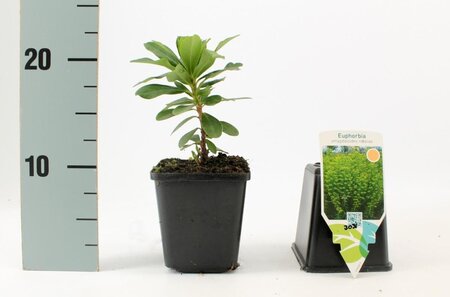 Euphorbia amygdal. robbiae geen maat specificatie 0,55L/P9cm - afbeelding 5