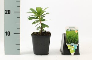 Euphorbia amygdal. robbiae geen maat specificatie 0,55L/P9cm - afbeelding 5