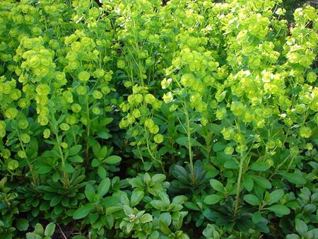 Euphorbia amygdal. robbiae geen maat specificatie 0,55L/P9cm - afbeelding 8