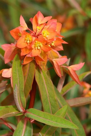 Euphorbia griff. 'Beauty Orange' geen maat specificatie 0,55L/P9cm - afbeelding 1
