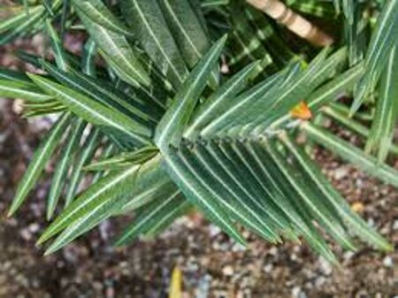 Euphorbia lathyris geen maat specificatie 0,55L/P9cm - afbeelding 1