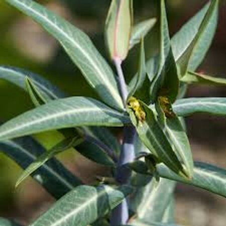 Euphorbia lathyris geen maat specificatie 0,55L/P9cm - afbeelding 2