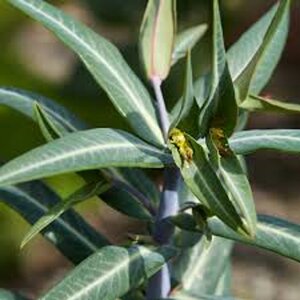 Euphorbia lathyris geen maat specificatie 0,55L/P9cm - afbeelding 2