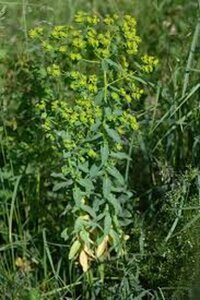 Euphorbia lathyris geen maat specificatie 0,55L/P9cm - afbeelding 3