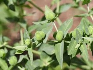 Euphorbia lathyris geen maat specificatie 0,55L/P9cm - afbeelding 4