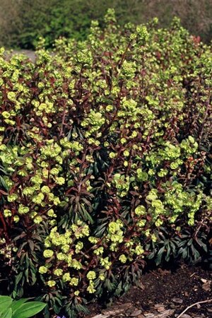 Euphorbia amygdal. 'Purpurea' geen maat specificatie 0,55L/P9cm - afbeelding 6