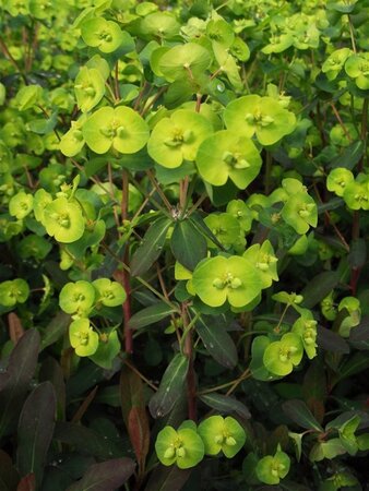 Euphorbia amygdal. 'Purpurea' geen maat specificatie 0,55L/P9cm - afbeelding 4