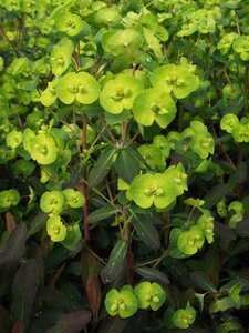 Euphorbia amygdal. 'Purpurea' geen maat specificatie 0,55L/P9cm - afbeelding 4