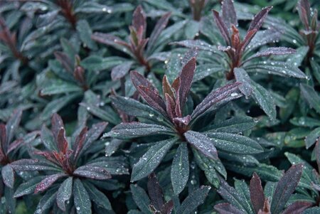 Euphorbia amygdal. 'Purpurea' geen maat specificatie 0,55L/P9cm - afbeelding 7
