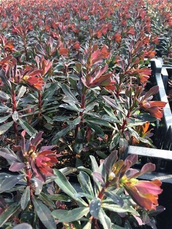 Euphorbia amygdal. 'Purpurea' geen maat specificatie 0,55L/P9cm - afbeelding 8