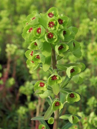 Euphorbia Redwing geen maat specificatie 0,55L/P9cm - afbeelding 1
