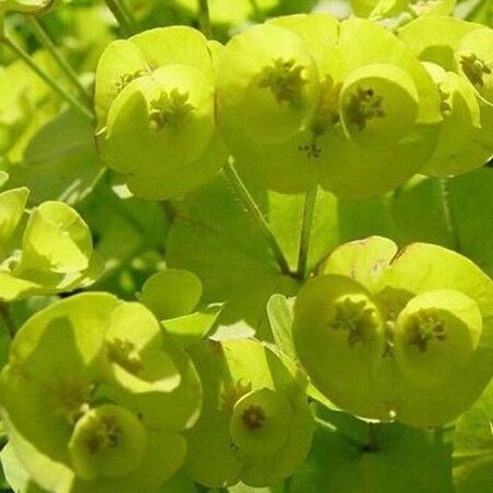 Euphorbia Redwing geen maat specificatie 0,55L/P9cm - afbeelding 2
