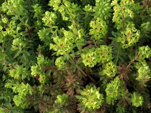Euphorbia Redwing geen maat specificatie 0,55L/P9cm - afbeelding 3