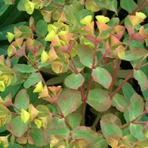 Euphorbia Redwing geen maat specificatie 0,55L/P9cm - afbeelding 4