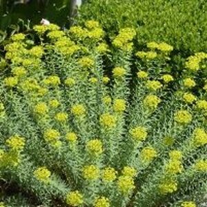 Euphorbia seguieriana niciciana geen maat specificatie 0,55L/P9cm - afbeelding 1