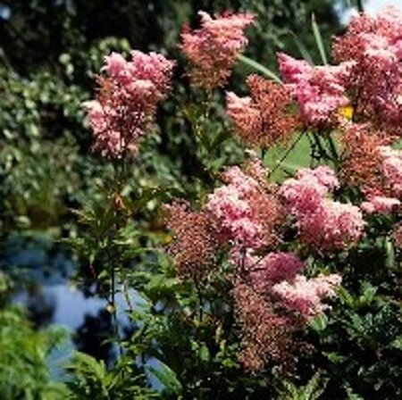 Filipendula r. 'Venusta' geen maat specificatie 0,55L/P9cm - afbeelding 2