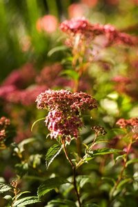 Filipendula r. 'Venusta' geen maat specificatie 0,55L/P9cm - afbeelding 3