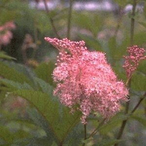 Filipendula r. 'Venusta' geen maat specificatie 0,55L/P9cm