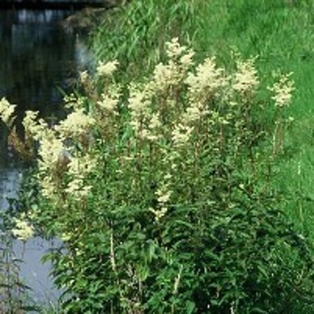 Filipendula ulmaria geen maat specificatie 0,55L/P9cm - afbeelding 3