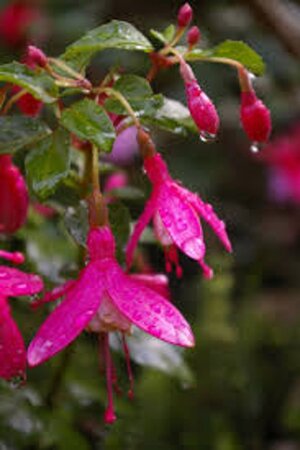 Fuchsia 'Lady Thumb' geen maat specificatie 0,55L/P9cm
