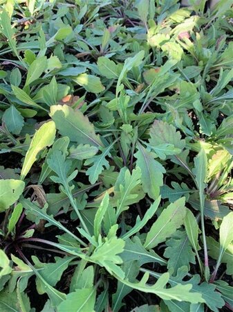 Gaillardia 'Burgunder' geen maat specificatie 0,55L/P9cm - afbeelding 1