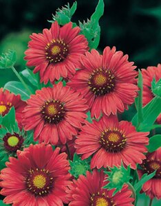 Gaillardia 'Burgunder' geen maat specificatie 0,55L/P9cm - afbeelding 2