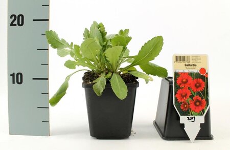 Gaillardia 'Burgunder' geen maat specificatie 0,55L/P9cm - afbeelding 2