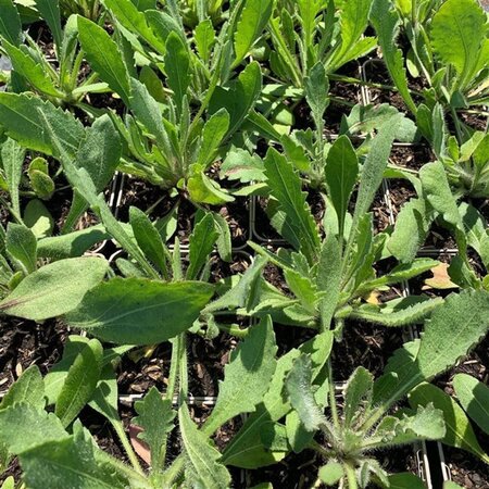 rosa ' Arizona Sun geen maat specificatie 0,55L/P9cm - afbeelding 1