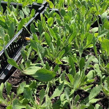 rosa ' Arizona Sun geen maat specificatie 0,55L/P9cm - afbeelding 2