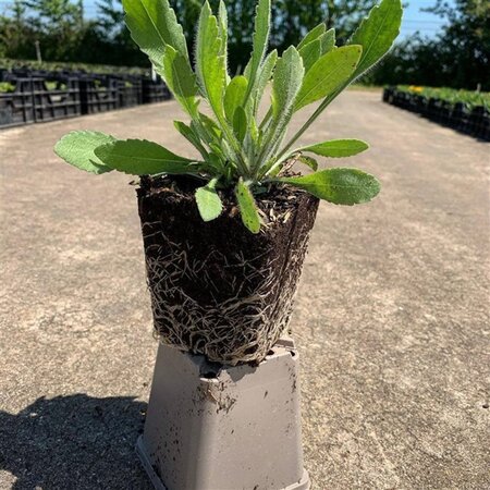 rosa ' Arizona Sun geen maat specificatie 0,55L/P9cm - afbeelding 3