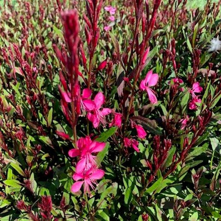 Gaura l. 'Flamingo Pink ' geen maat specificatie 0,55L/P9cm