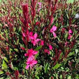 Gaura l. 'Flamingo Pink ' geen maat specificatie 0,55L/P9cm